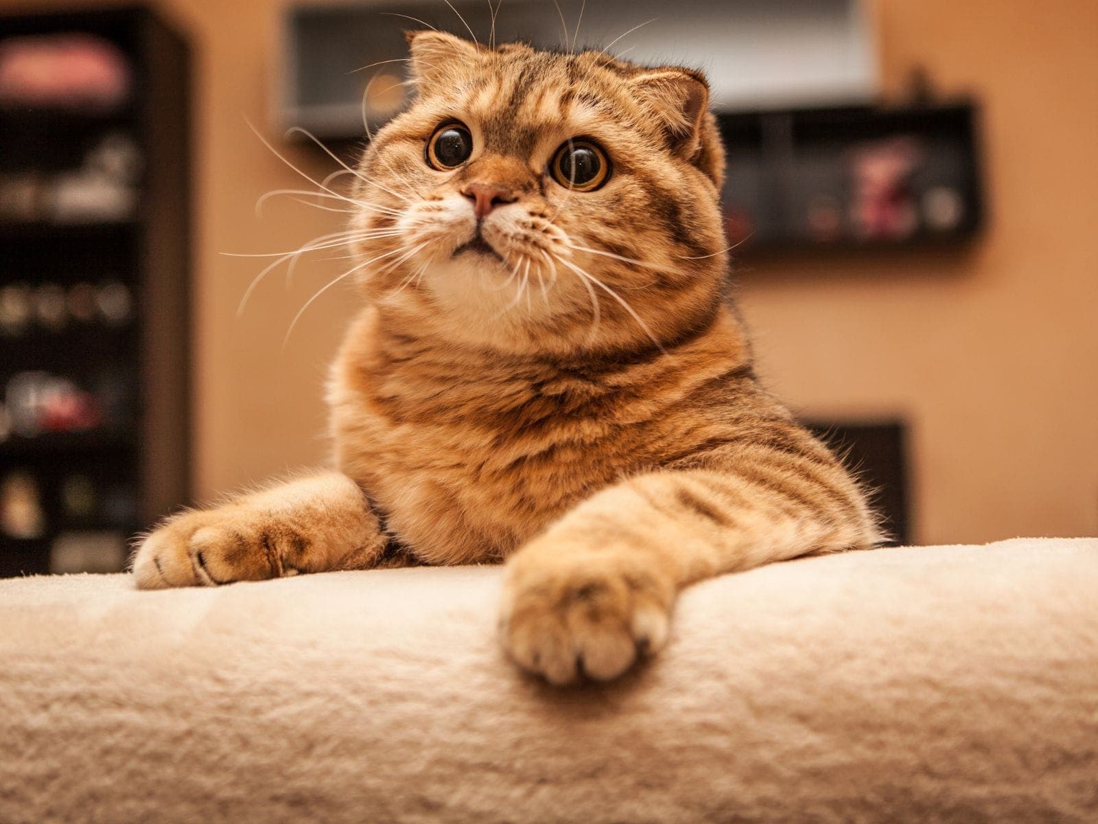 Najlepsza karma dla kota szkockiego zwisłouchego (Scottish Fold) – czym karmić, aby dbać o stawy i wagę?